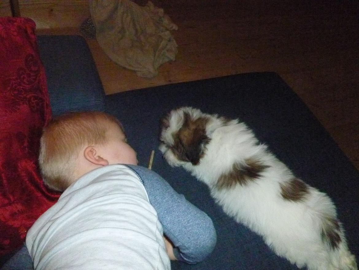 Coton de tulear King - Fredagshygge med Lias billede 34