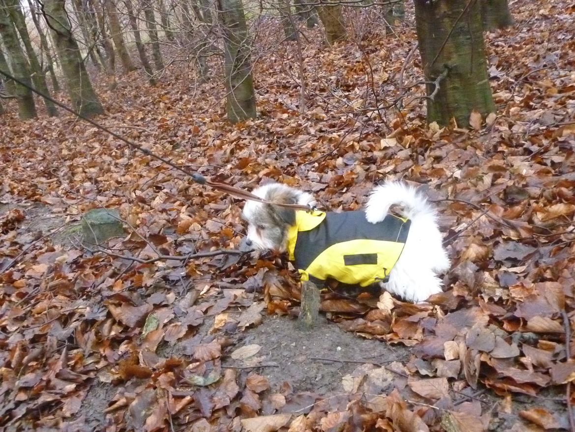 Coton de tulear King - I hundeskoven yeah billede 35