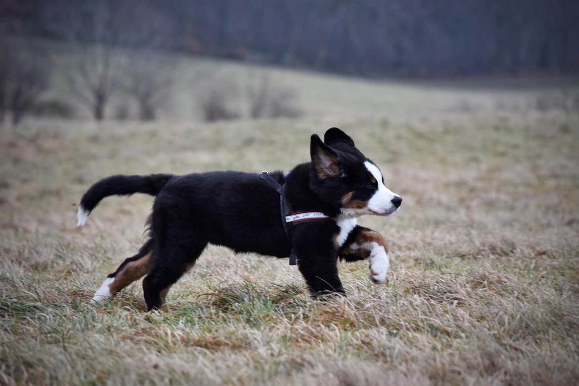 Berner sennenhund Lady Xiera's Teddy Bear (Leopold)  - Marktur med farfar billede 30