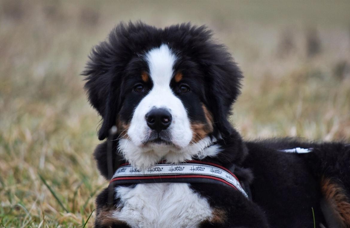 Berner sennenhund Lady Xiera's Teddy Bear (Leopold)  billede 31