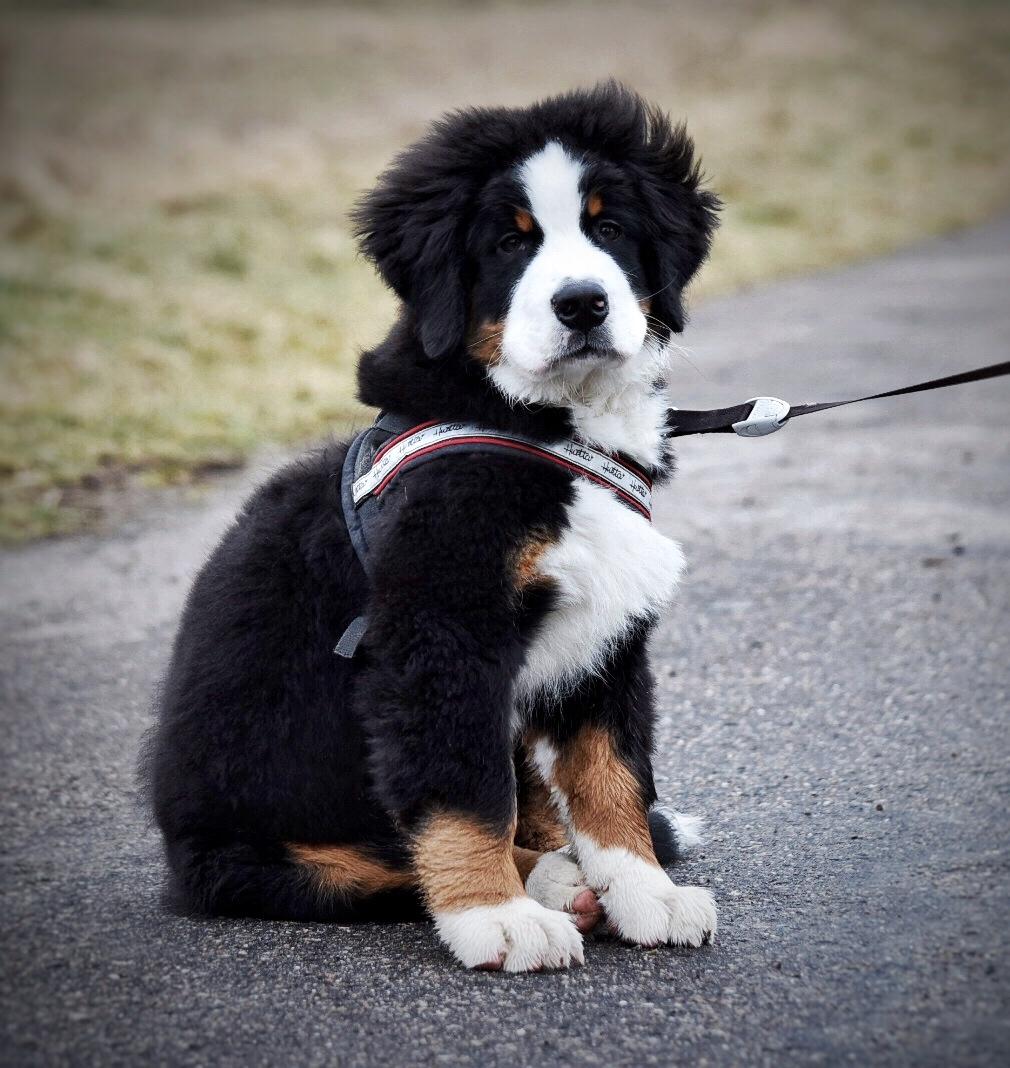 Berner sennenhund Lady Xiera's Teddy Bear (Leopold)  billede 19