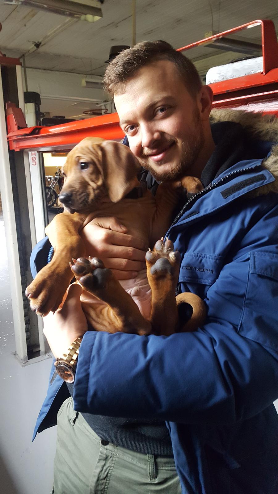 Rhodesian ridgeback Harald billede 8