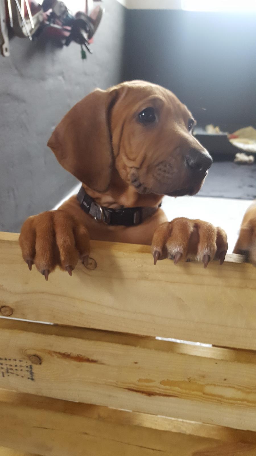 Rhodesian ridgeback Harald billede 9