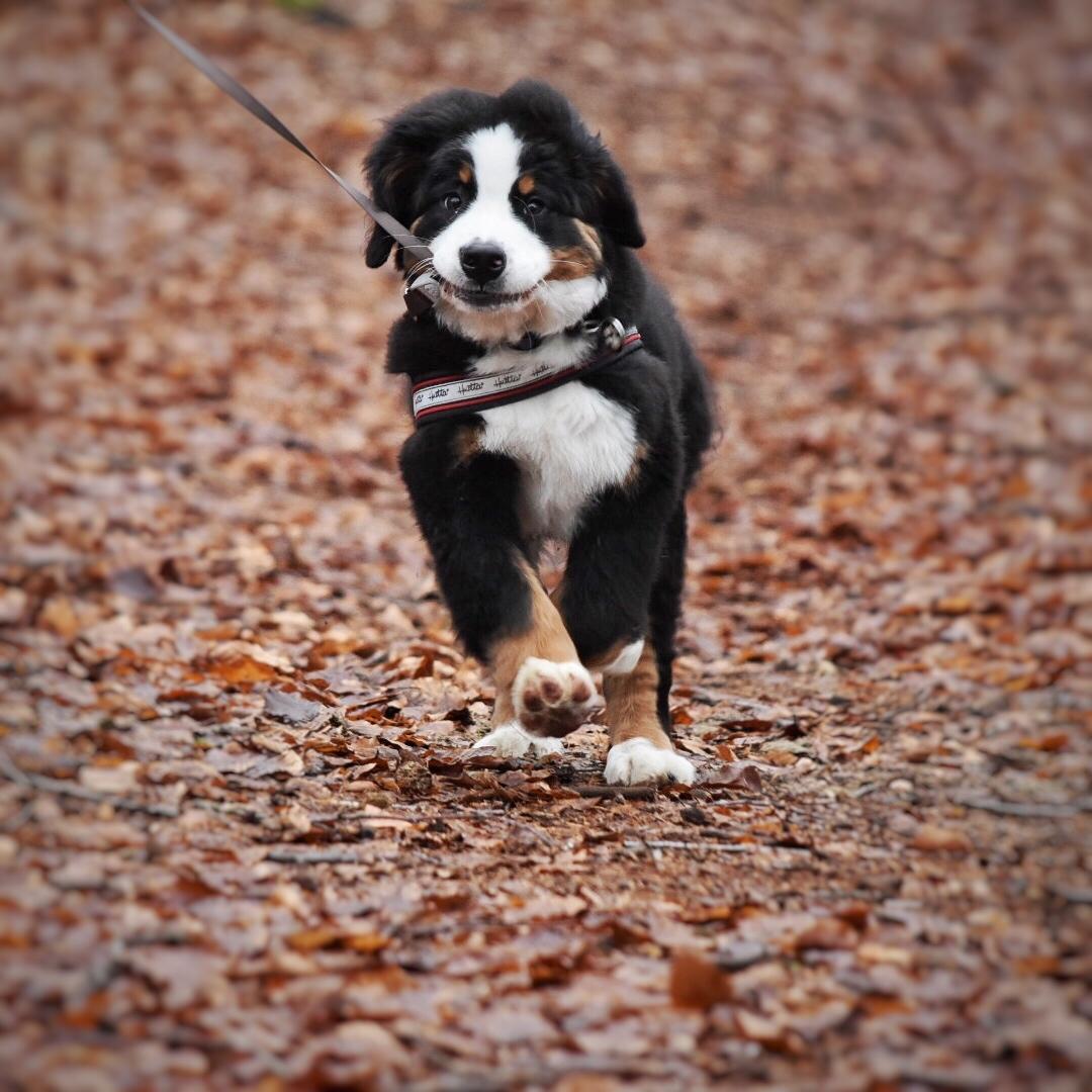 Berner sennenhund Lady Xiera's Teddy Bear (Leopold)  - Skovtur og leg med farfar billede 29