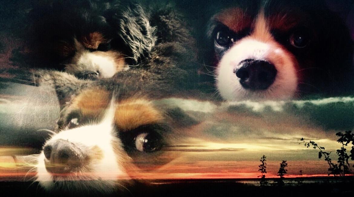 Cavalier king charles spaniel Anton billede 12