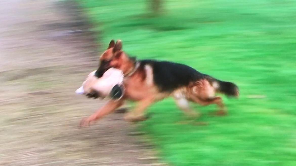 Schæferhund Clinton billede 7