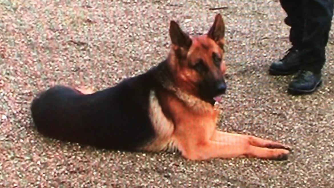 Schæferhund Clinton billede 6