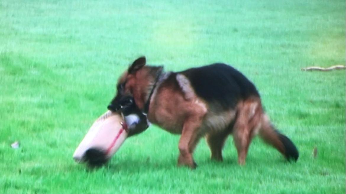Schæferhund Clinton billede 9