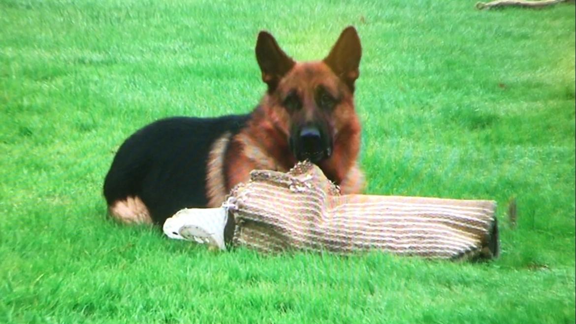 Schæferhund Clinton billede 8