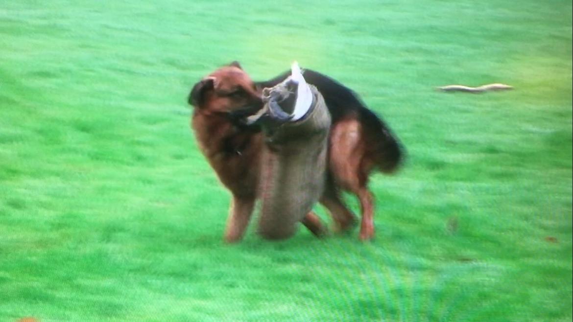 Schæferhund Clinton billede 11