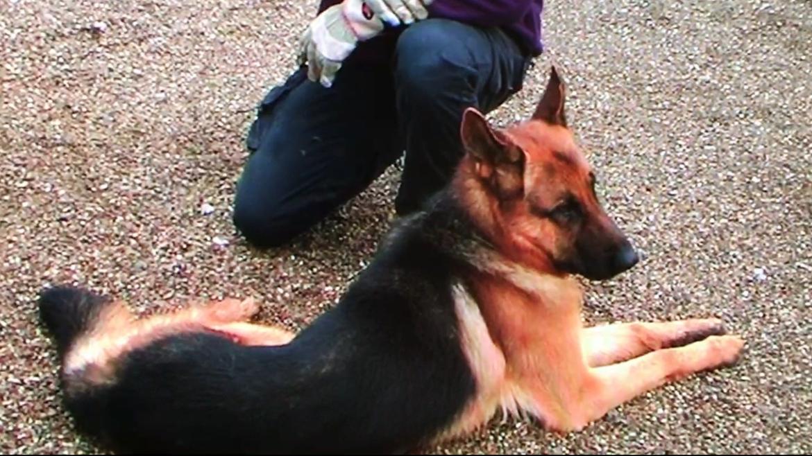 Schæferhund Clinton billede 10