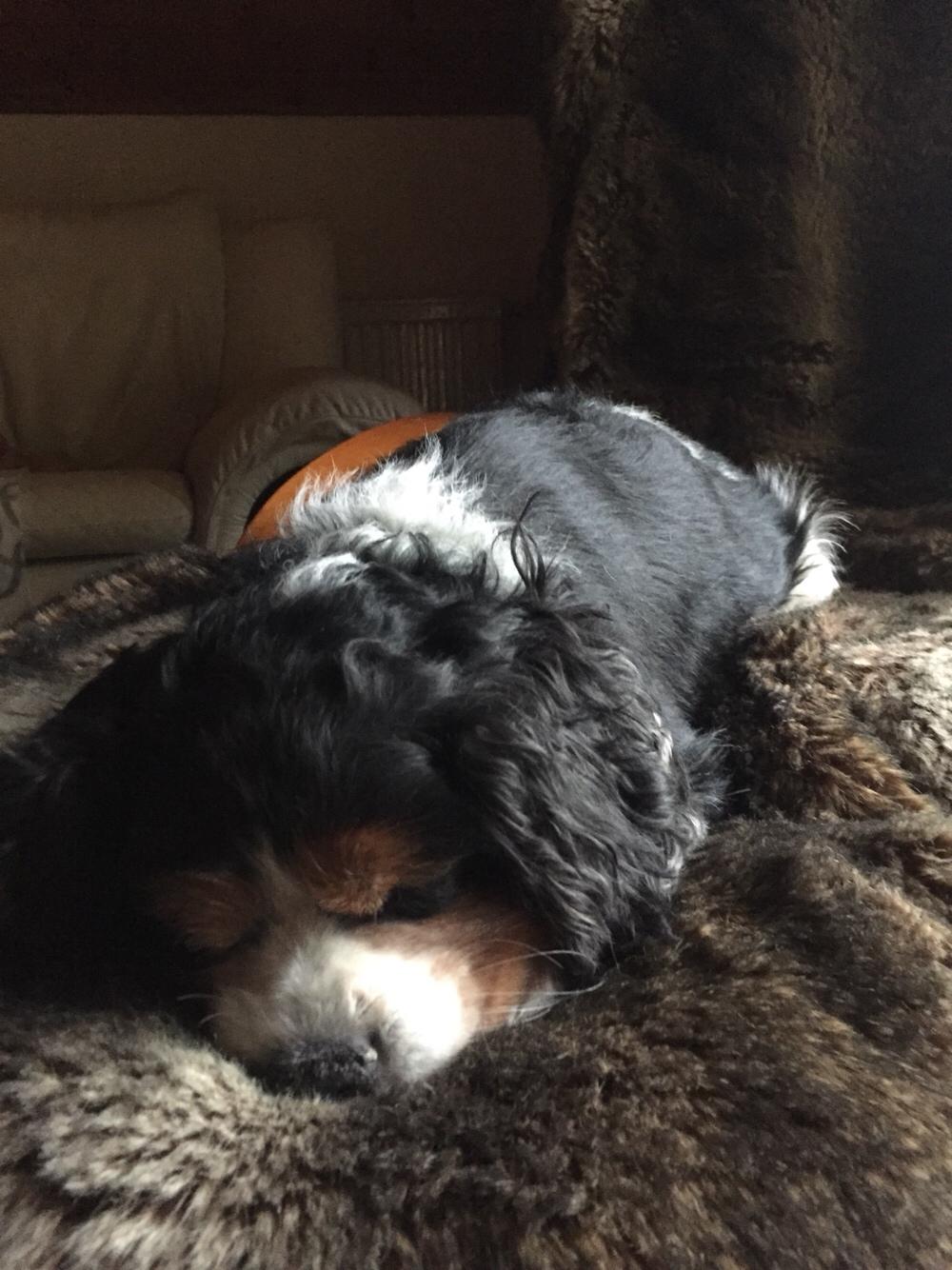 Cavalier king charles spaniel Anton billede 14