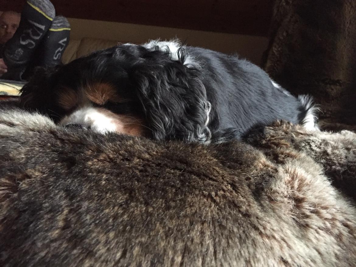 Cavalier king charles spaniel Anton billede 13