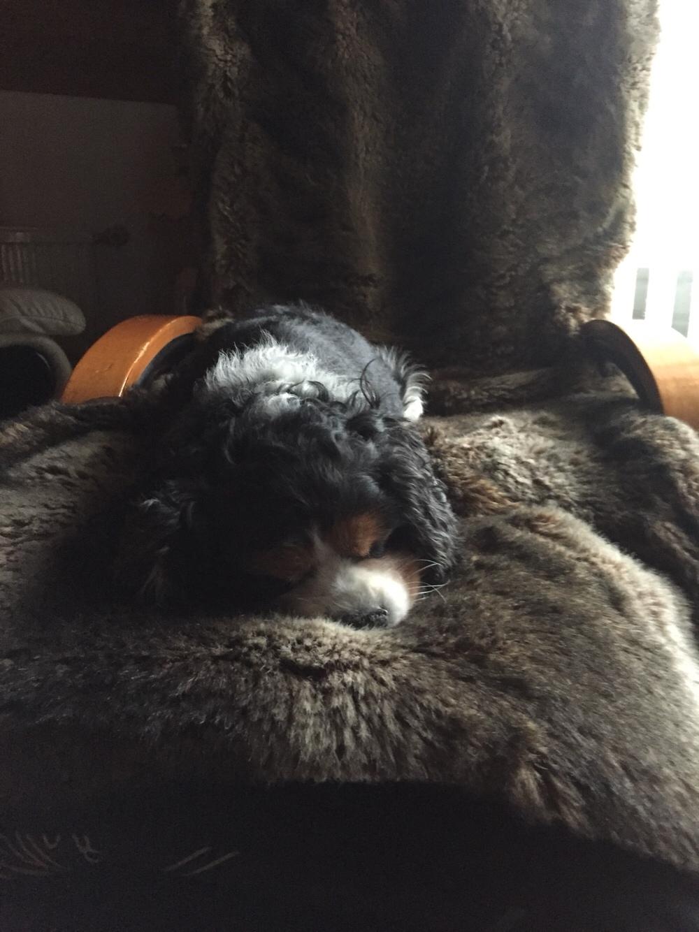 Cavalier king charles spaniel Anton billede 15