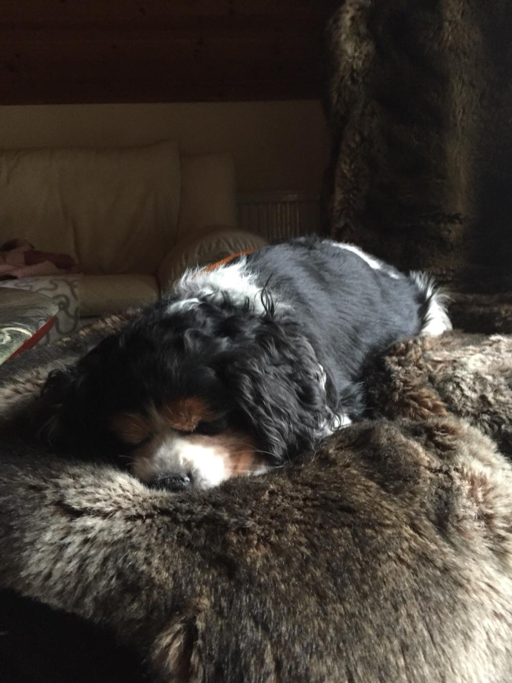 Cavalier king charles spaniel Anton billede 16