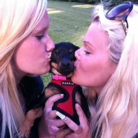 Prazsky krysarik Diva billede 11