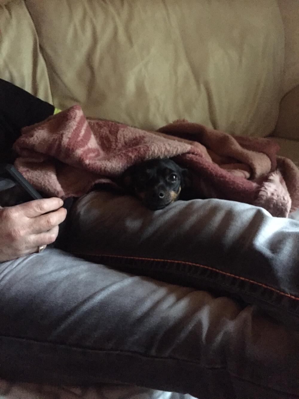 Prazsky krysarik Diva billede 10