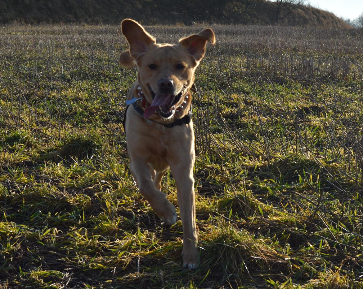 Blanding af racer Nougat (himmelhund) billede 11