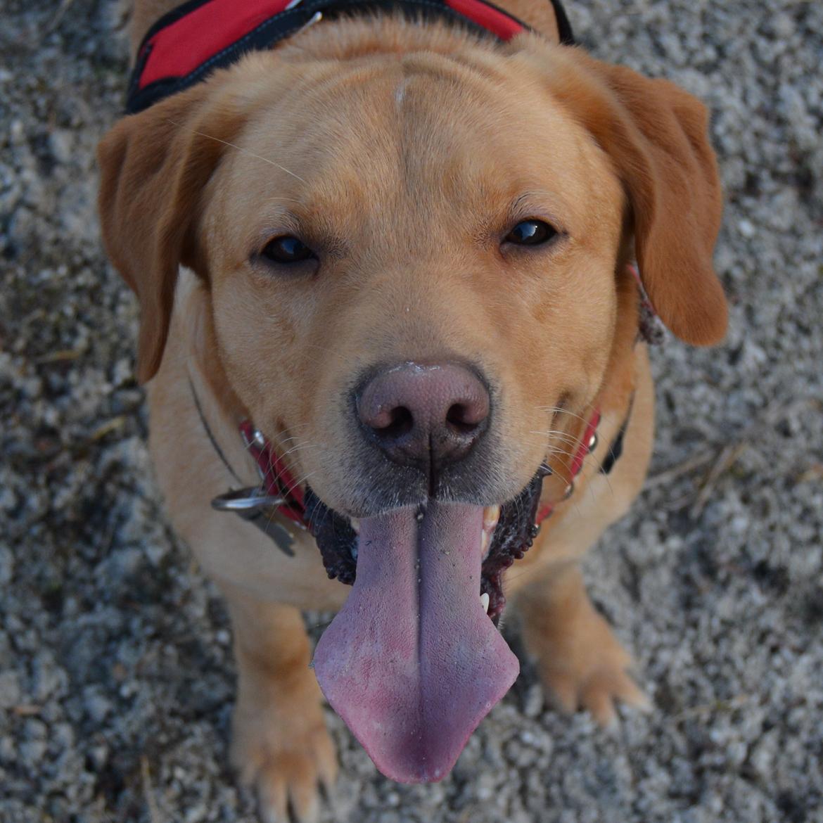 Blanding af racer Nougat (himmelhund) billede 1