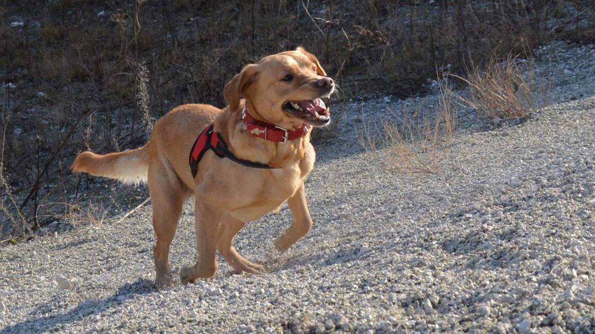 Blanding af racer Nougat (himmelhund) billede 9