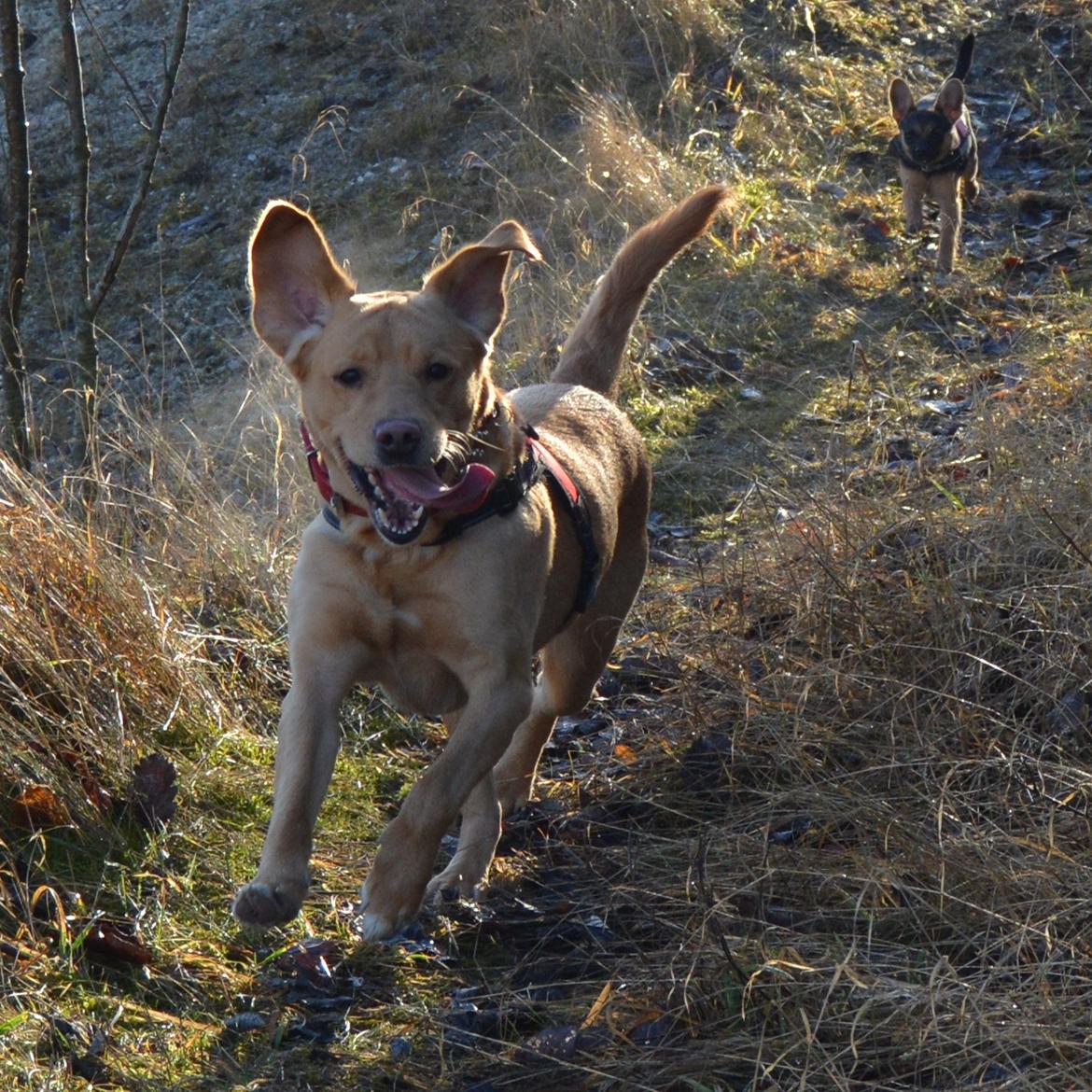 Blanding af racer Nougat (himmelhund) billede 7