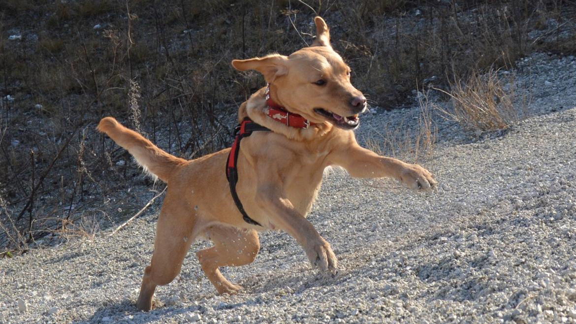 Blanding af racer Nougat (himmelhund) billede 3