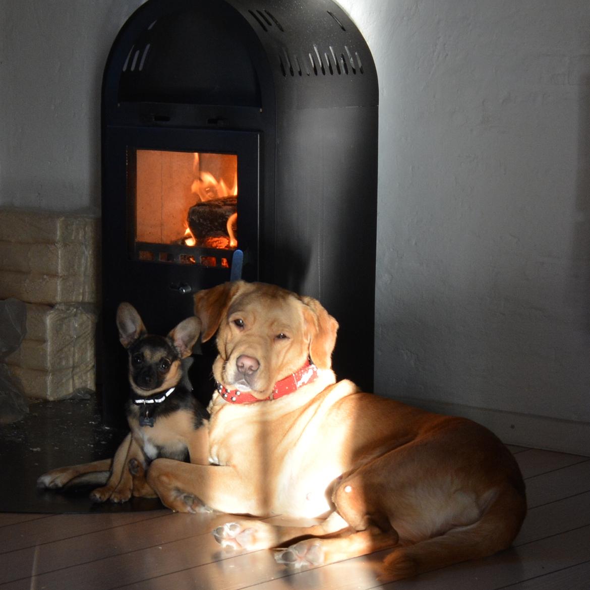 Blanding af racer Nougat (himmelhund) billede 14