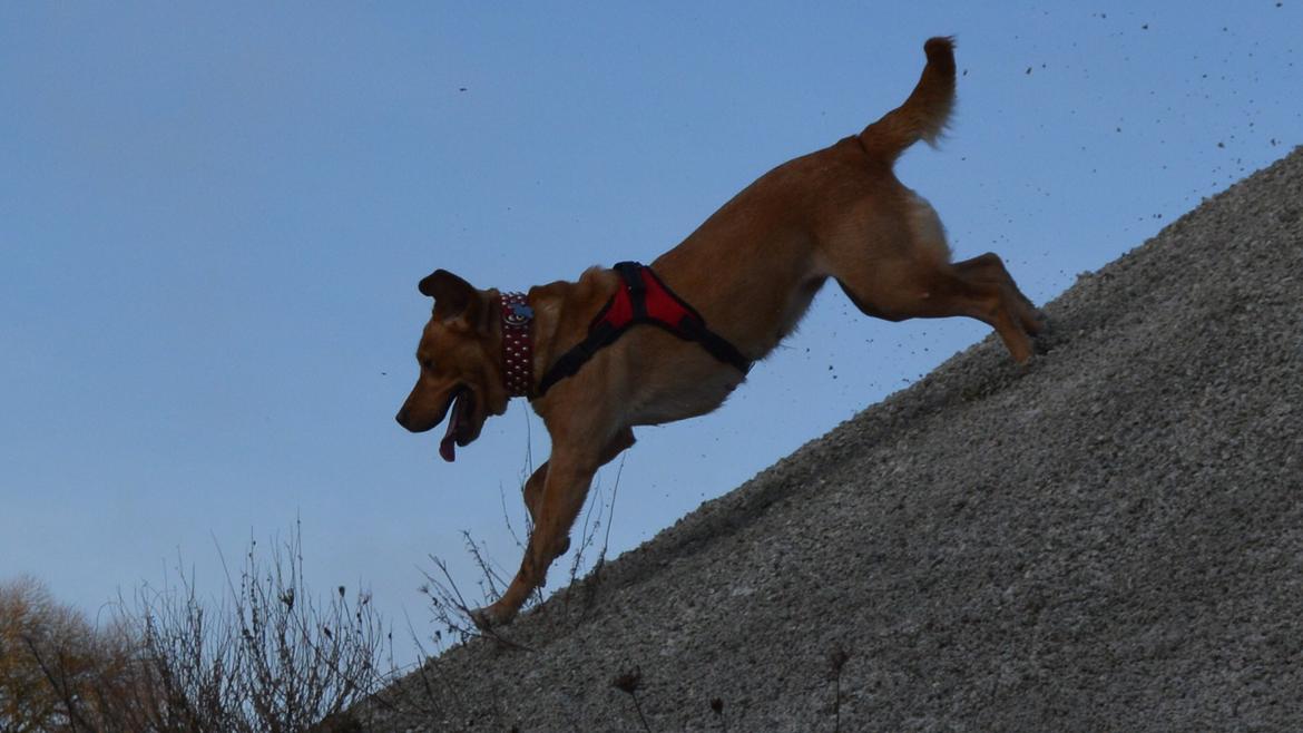 Blanding af racer Nougat (himmelhund) billede 4