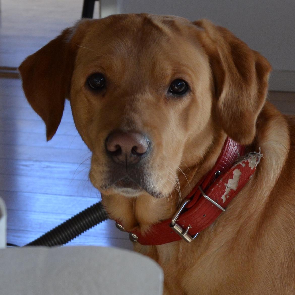 Blanding af racer Nougat (himmelhund) billede 10