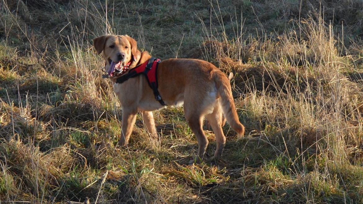 Blanding af racer Nougat (himmelhund) billede 13