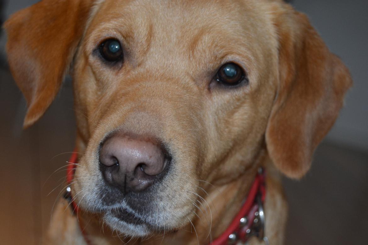 Blanding af racer Nougat (himmelhund) billede 18