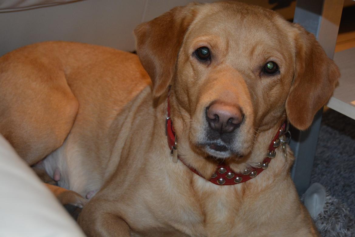 Blanding af racer Nougat (himmelhund) billede 16