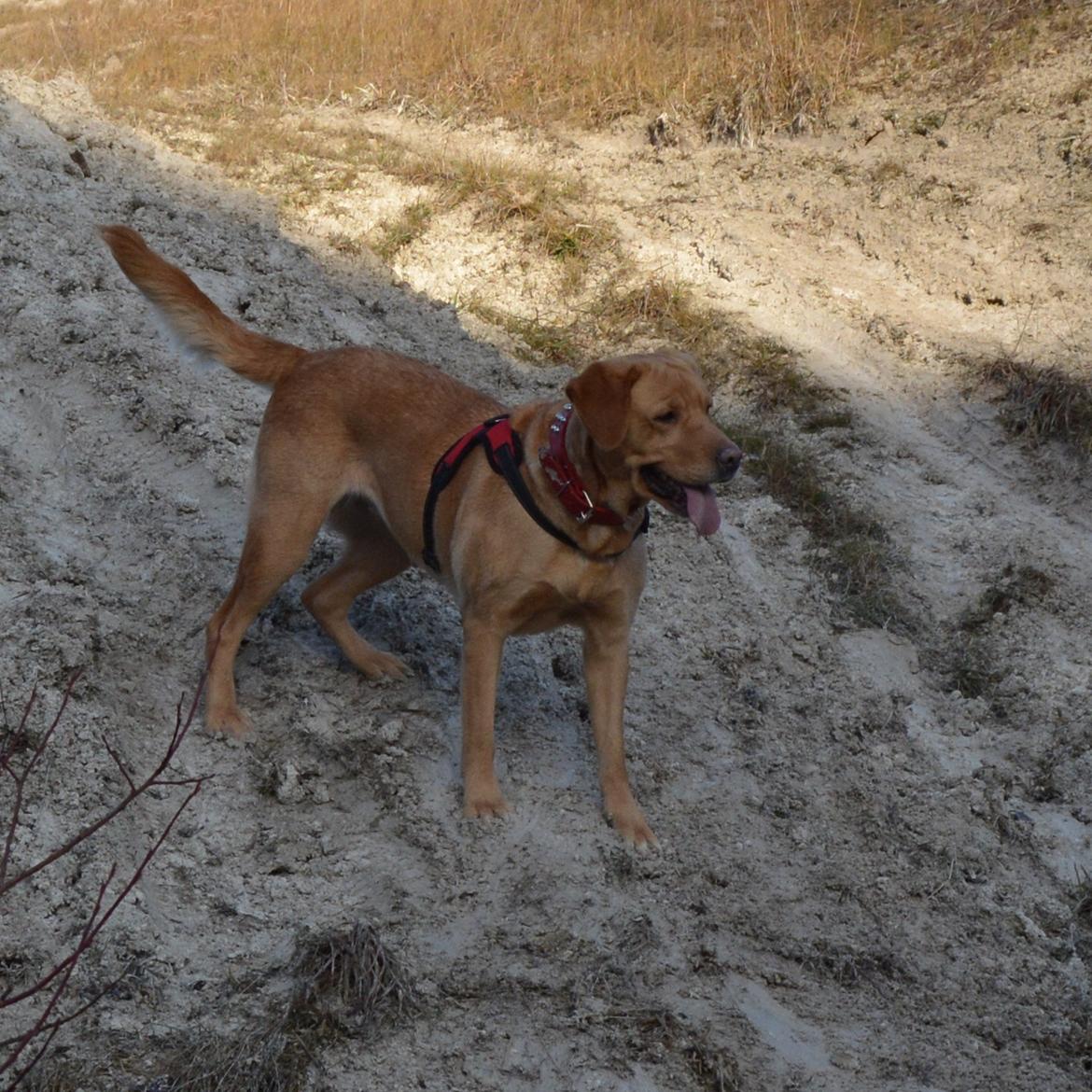 Blanding af racer Nougat (himmelhund) billede 17