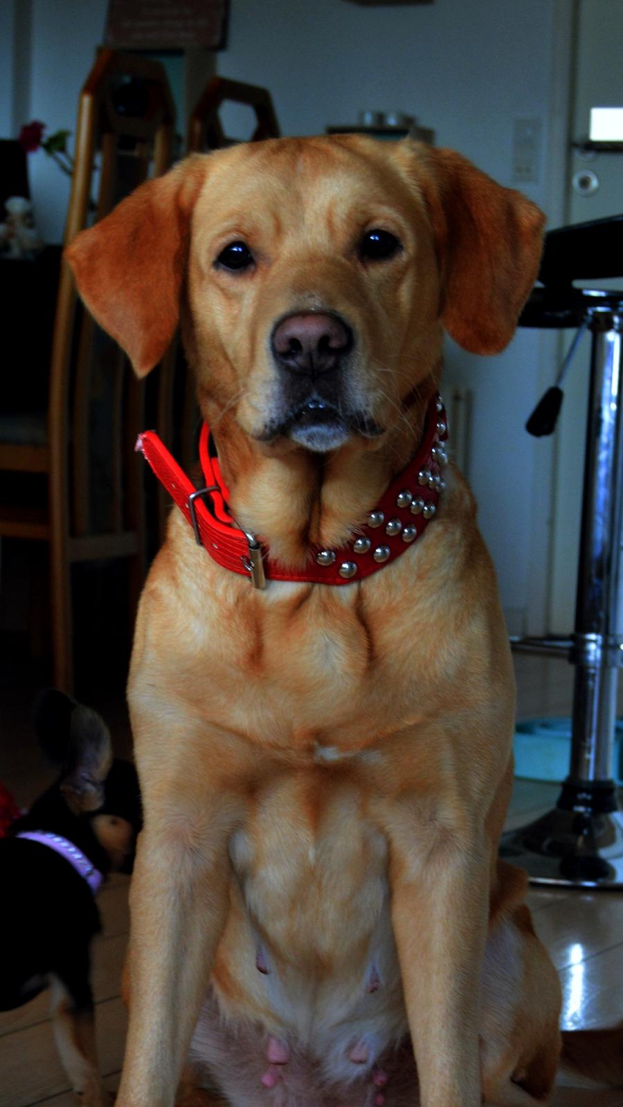 Blanding af racer Nougat (himmelhund) billede 5