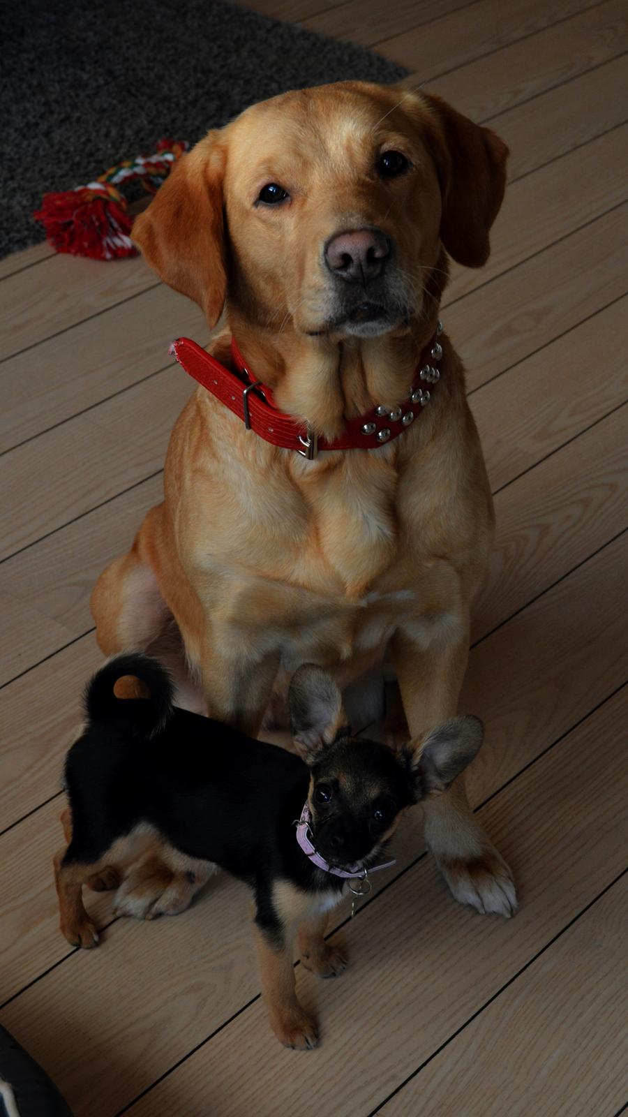 Blanding af racer Nougat (himmelhund) billede 12