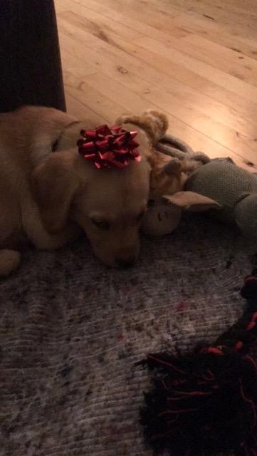 Labrador retriever Casey - Caseys første juleaften.  billede 16