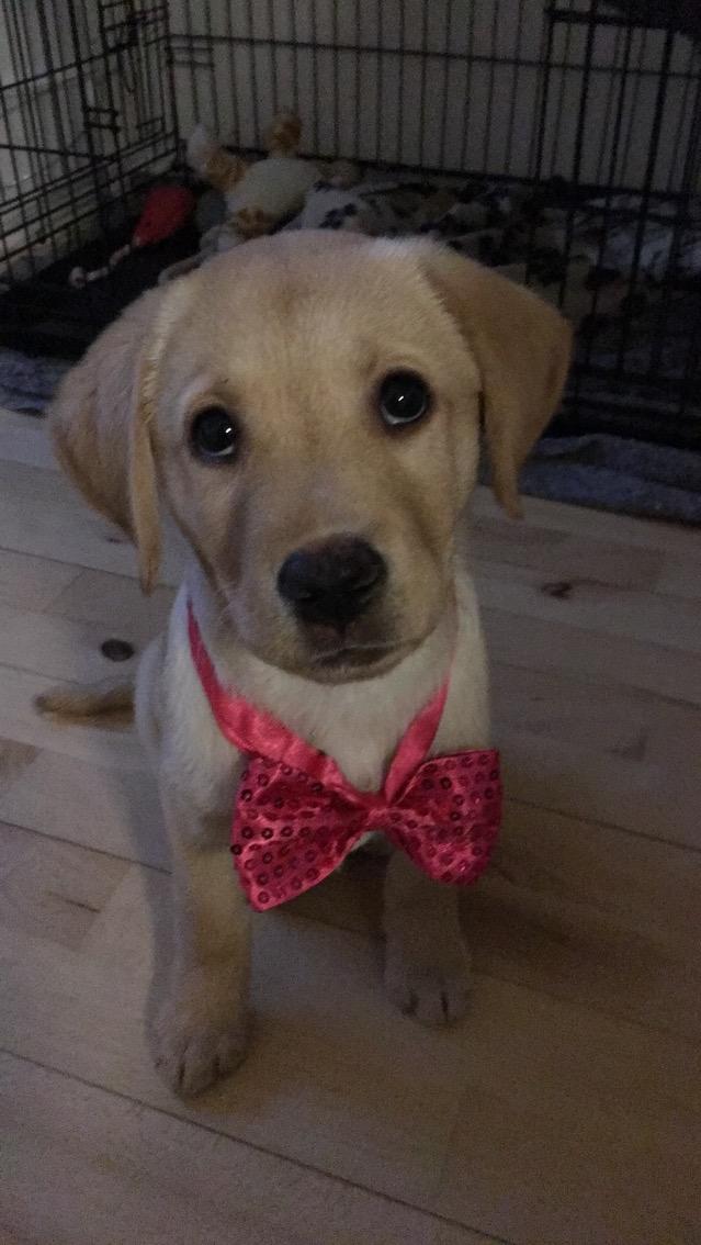 Labrador retriever Casey - Casey første nytåsaften. billede 18