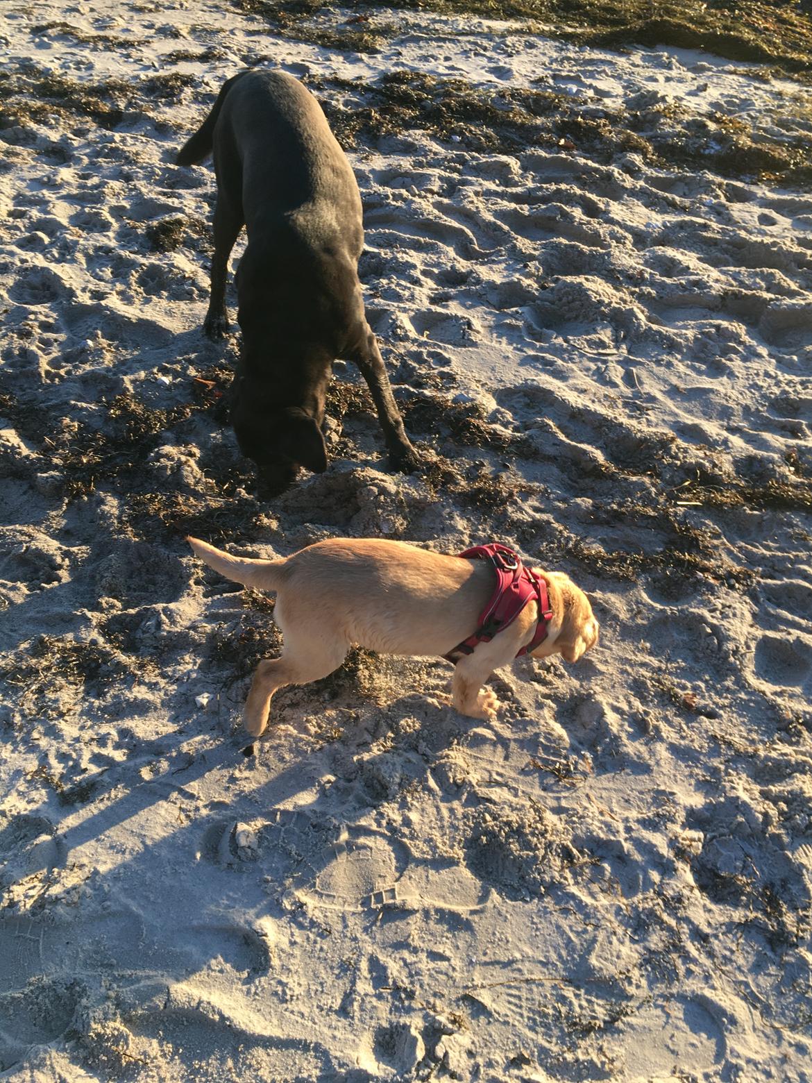 Labrador retriever Casey - Caseys første strandtur.  billede 20