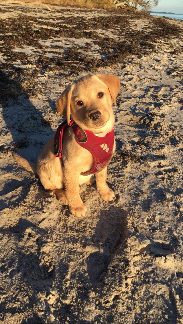 Labrador retriever Casey - Casey på stranden for første gang.  billede 21