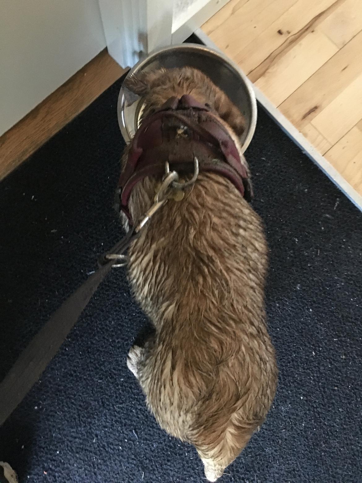 Labrador retriever Casey - Casey MEGET beskidt efter leg med anden labrador hvalp.  billede 25