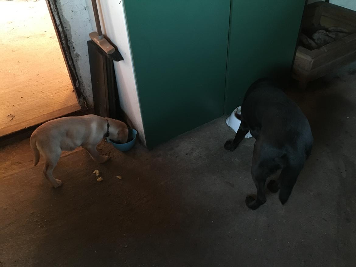 Labrador retriever Casey - Casey spiser pænt ved siden af mine forældres labrador, Zulu.  billede 22