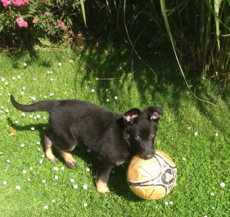 Schæferhund Tobila's Zitta (Zigga) billede 2