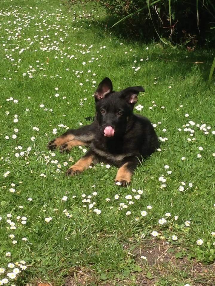 Schæferhund Tobila's Zitta (Zigga) billede 3