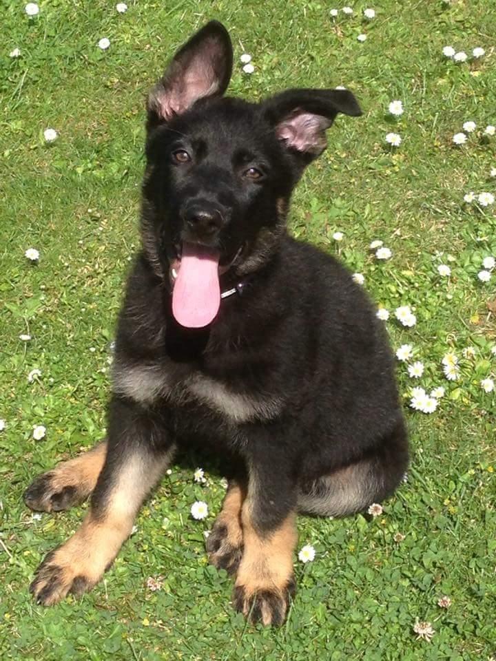 Schæferhund Tobila's Zitta (Zigga) billede 5