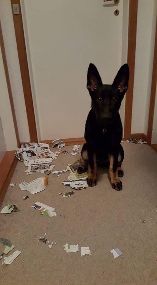 Schæferhund Tobila's Zitta (Zigga) billede 6