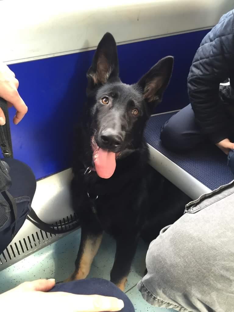 Schæferhund Tobila's Zitta (Zigga) billede 8