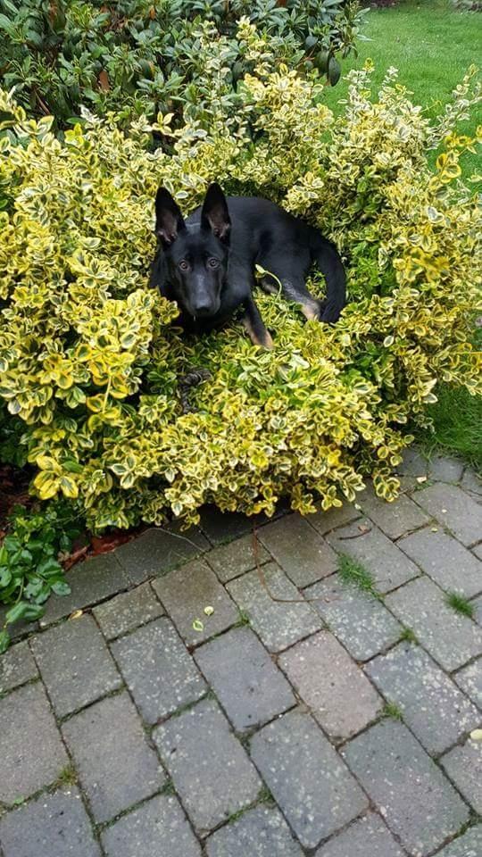 Schæferhund Tobila's Zitta (Zigga) billede 9