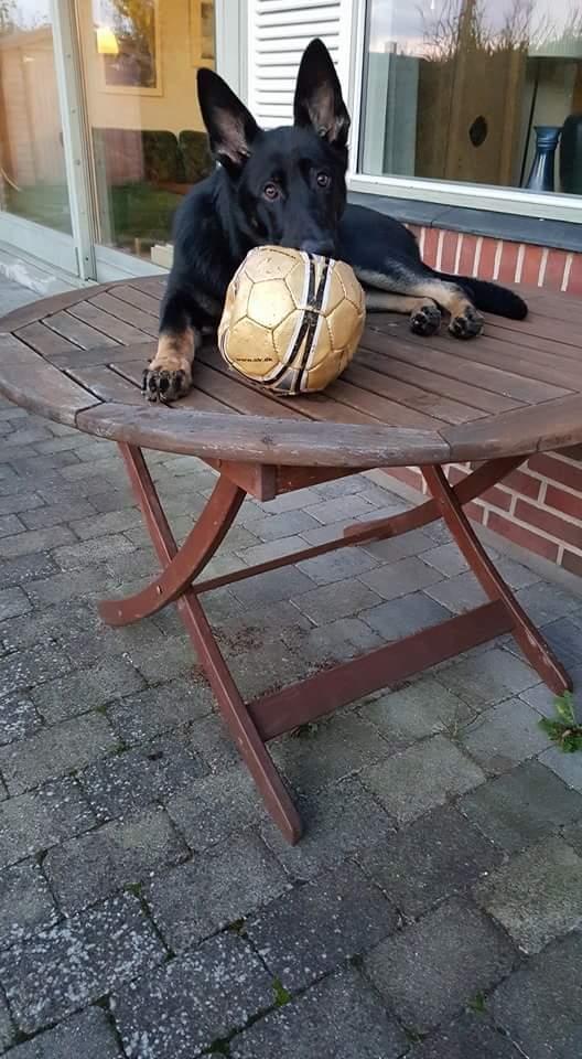 Schæferhund Tobila's Zitta (Zigga) billede 10