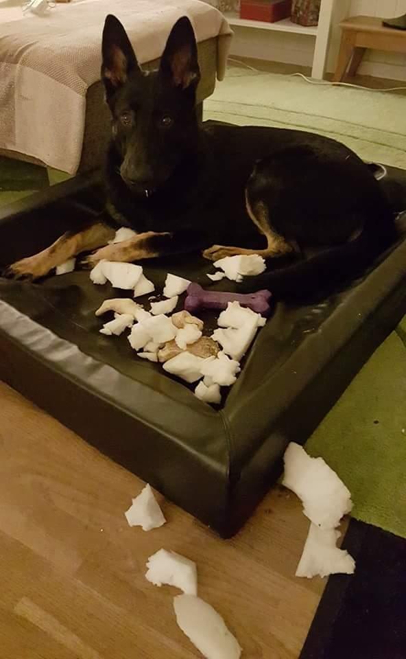 Schæferhund Tobila's Zitta (Zigga) billede 11