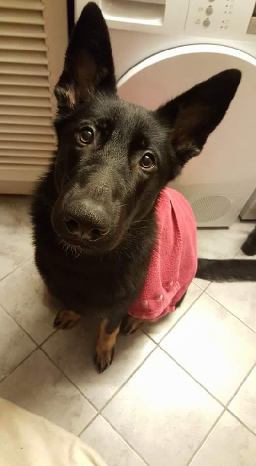 Schæferhund Tobila's Zitta (Zigga) billede 12